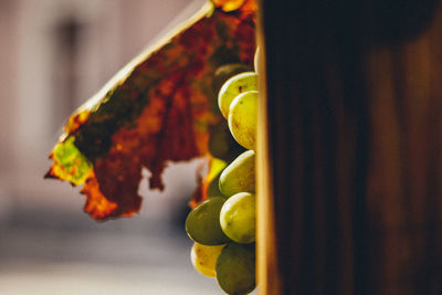 Close-up of orange fruit hanging on plant