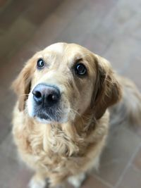 Close-up portrait of dog