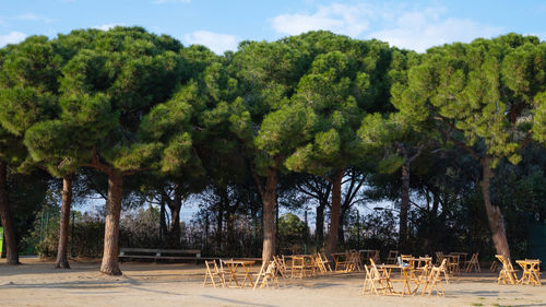 Trees in forest against sky