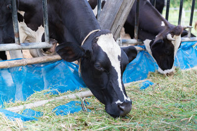 View of cows on field