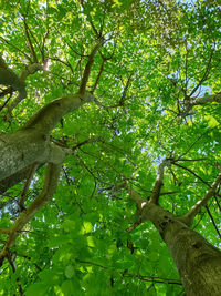 Low angle view of tree in forest