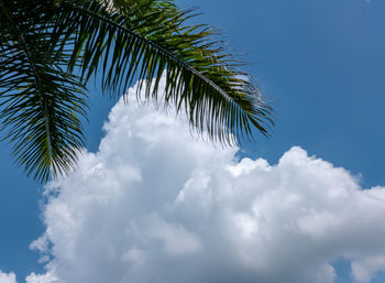 Low angle view of palm tree against sky