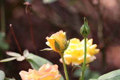 Close-up of yellow flowering plant