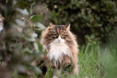 Beautiful fluffy cat with very long whiskers and eyebrows sitting in the garden