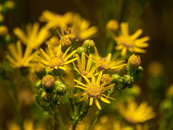 Close-up of yellow flowering plant