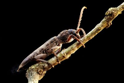 Close-up of lizard on twig against black background