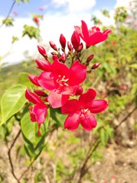 Close-up of pink flowers blooming outdoors