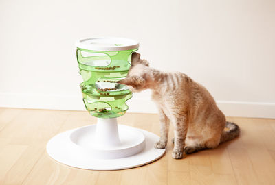 Close-up of cat sitting on table