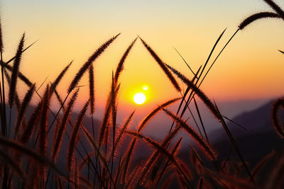 Close-up of stalks against sunset