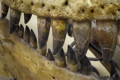 Close-up of dino bones 