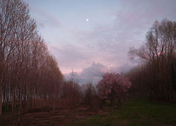 Bare trees in forest