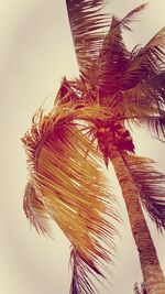 Low angle view of coconut palm tree against sky