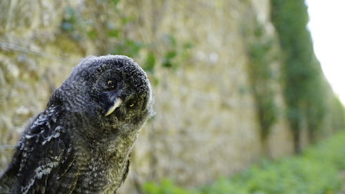 Close-up portrait of a bird