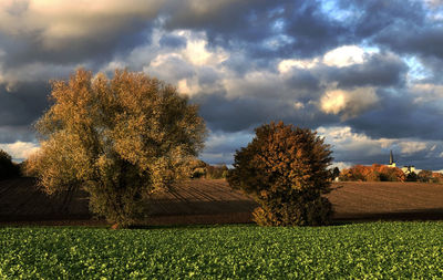 Plants growing on field against sky
