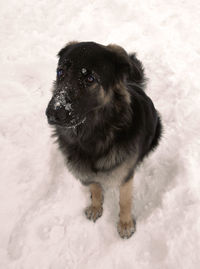 Dog on snow covered landscape