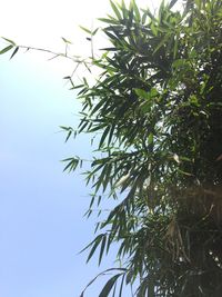 Low angle view of tree against clear sky