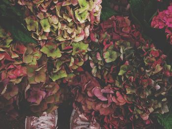 Close-up of red leaves growing on plant