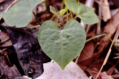 High angle view of leaves on field