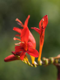 Close-up of red flower