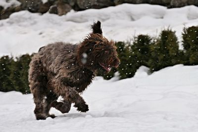 Dog running on snow field