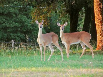 Deer standing in a field