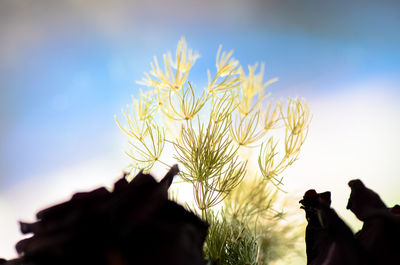 Low angle view of cropped flower against sky