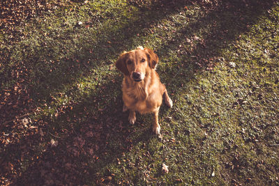 High angle view of dog on field