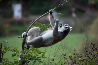 View of monkey on tree