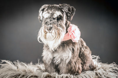 Close-up of dog looking away against black background