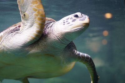 Close-up of turtle swimming in sea