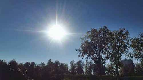 Trees on field against sky on sunny day