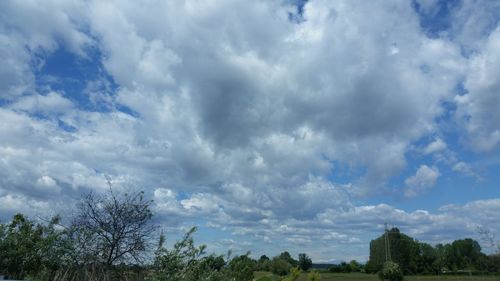 Low angle view of trees against sky