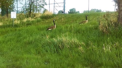 Ducks on grassy field