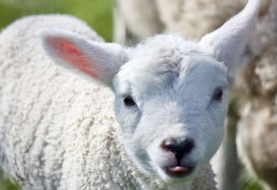 Close-up portrait of sheep