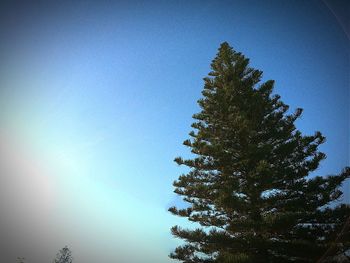 Low angle view of trees against clear sky