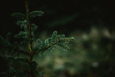 Close-up of pine tree