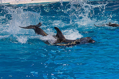 View of turtle in sea