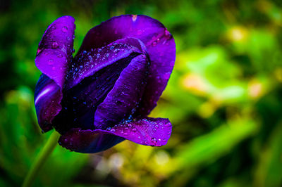 Close-up of wet purple flowering plant