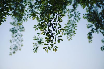 Low angle view of tree branch against sky