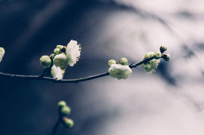 Close-up of plant growing on tree