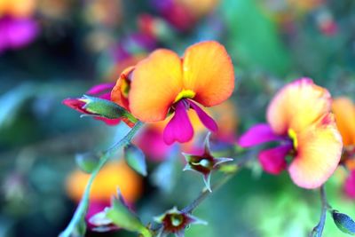 Close-up of pink flowers blooming outdoors