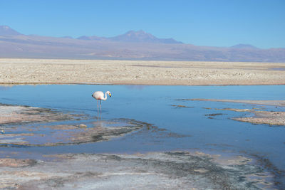 View of birds on the beach