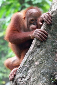 Monkey on tree trunk