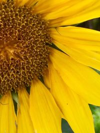 Close-up of sunflower blooming outdoors