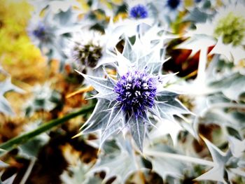 Close-up of purple flowering plant