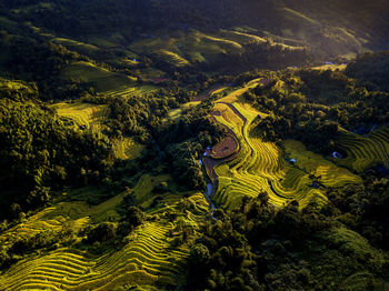 High angle view of trees on land