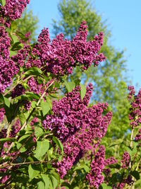 Close-up of pink flowering plant