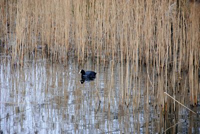 Duck swimming in a lake