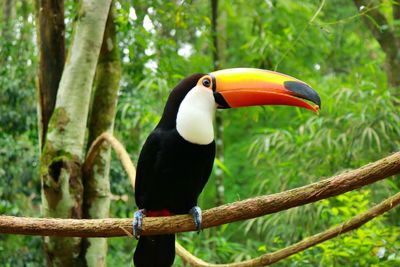 Close-up of bird perching on branch in forest