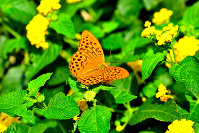 High angle view of butterfly on yellow flower